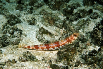  Synodus lacertinus (Sauro Lizardfish)